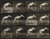 MUYBRIDGE, EADWEARD (1830-1904) Group of 10 plates from ""Animal Locomotion"" of birds, including a cockatoo, hawk, and pigeon.